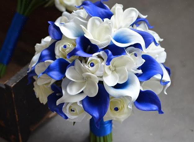 Orchidee dendrobium blu