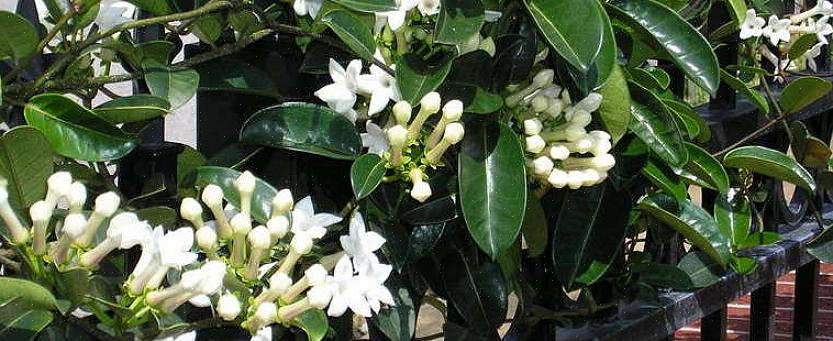 I fiori di Stephanotis sono anche conosciuti come fiori di gelsomino del Madagascar