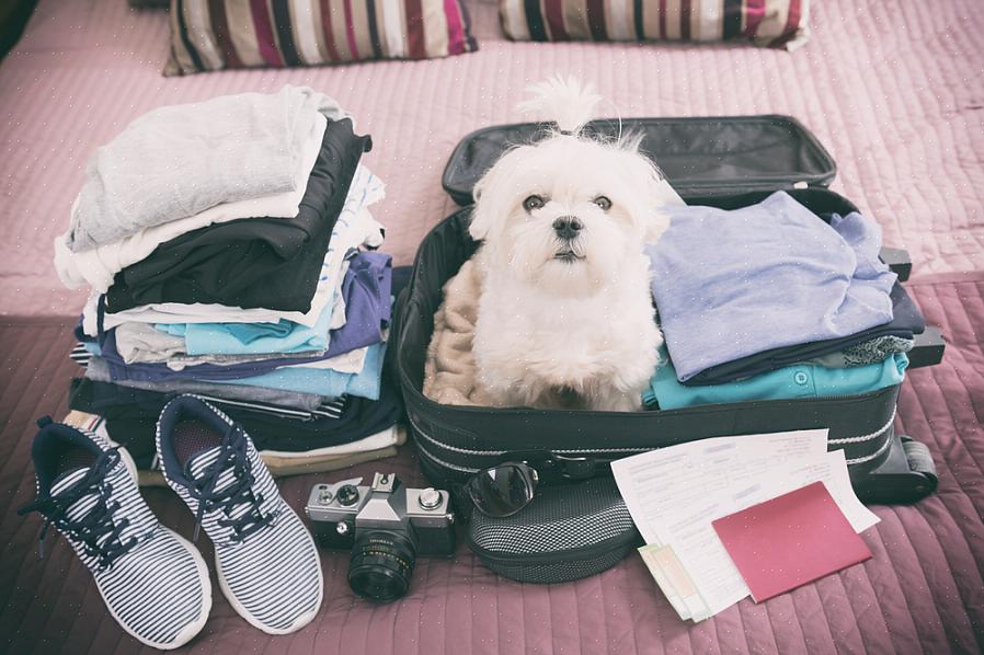 Ci sono sicuramente dei vantaggi nel portare in vacanza il tuo cane di famiglia o il tuo adorabile gatto
