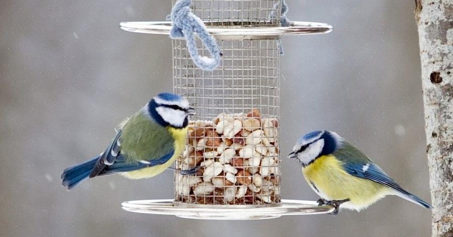 Ci sono molti vantaggi dell'alimentazione degli uccelli che gli uccelli da cortile possono godere ben oltre