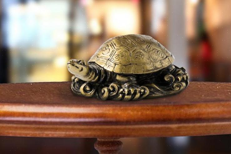 Una piccola tartaruga drago sul dorso è anche una buona aggiunta a una tartaruga drago usata come cura