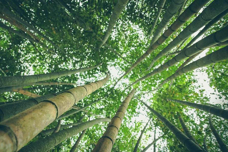Le piante di bambù hanno radici particolarmente lunghe che raggiungono in profondità il terreno