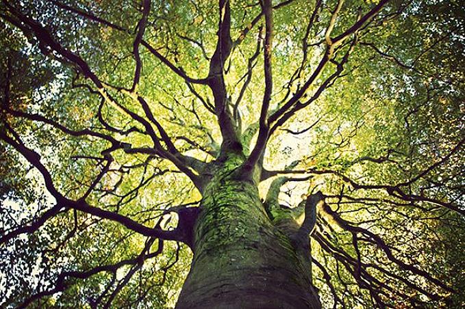 Il record sopra per l'albero più antico del mondo è per un singolo albero individuale