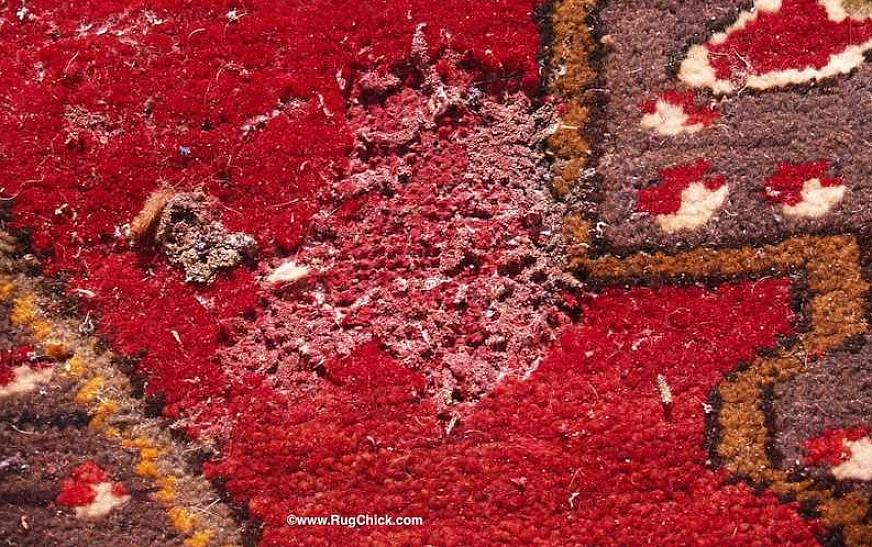 Gli insetticidi per controllare i coleotteri dei tappeti dovrebbero essere usati solo dopo un'accurata