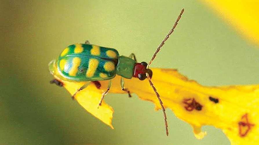 Ci sono due tipi di coleotteri cetriolo che possono attaccare il tuo giardino (o le piante della tua casa)