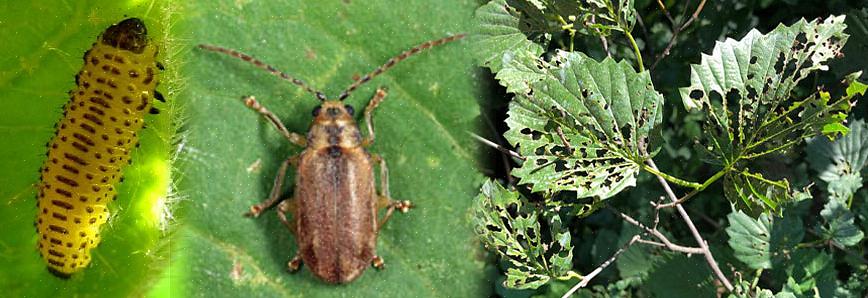 Il Viburnum Leaf Beetle (VLB) importato