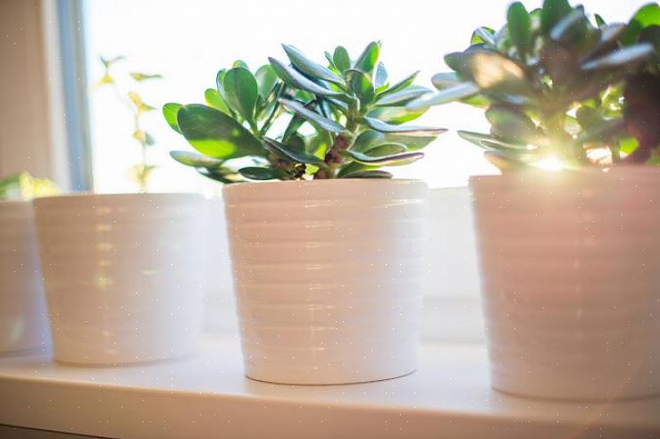 L'aggiunta di piante verdi viventi in casa può attirare tutte queste qualità positive nella tua vita