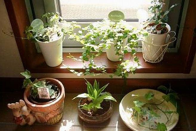 I nostri esperti di feng shui hanno scoperto che le piante sono un buon feng shui per la camera da letto