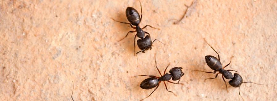 Le formiche carpentiere tendono a nidificare all'aperto in legno morto