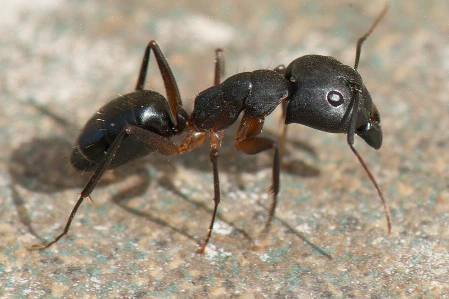 Le termiti (che non sono realmente formiche) che hanno ali
