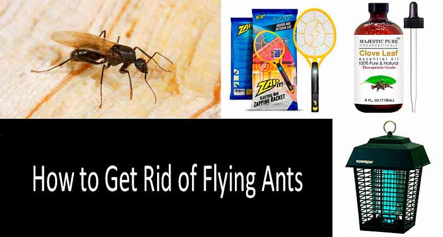 Il fipronil è utilizzato per il controllo delle formiche del fuoco