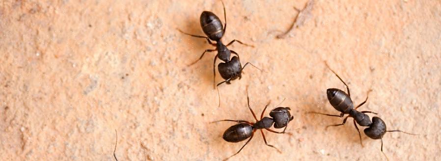 Le formiche volanti non sono una specie unica