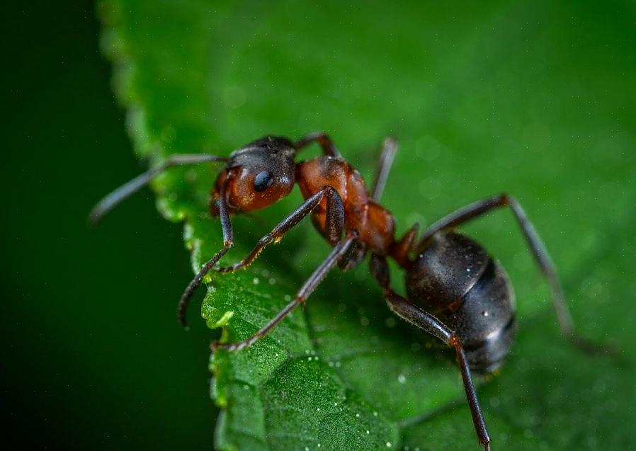 Solo le formiche riproduttive hanno le ali