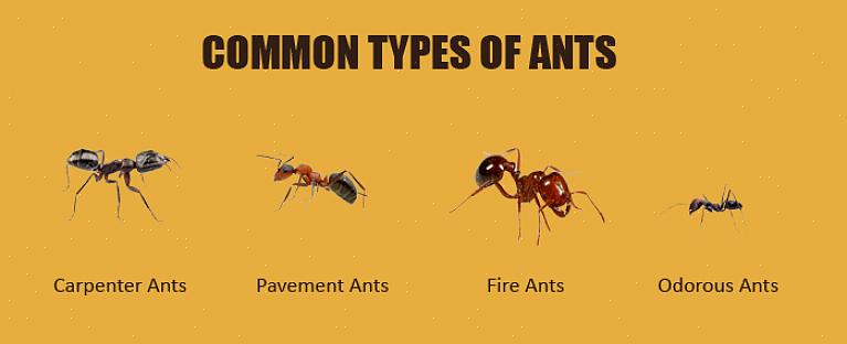 La formica da pavimentazione è una delle formiche più comuni in Europa