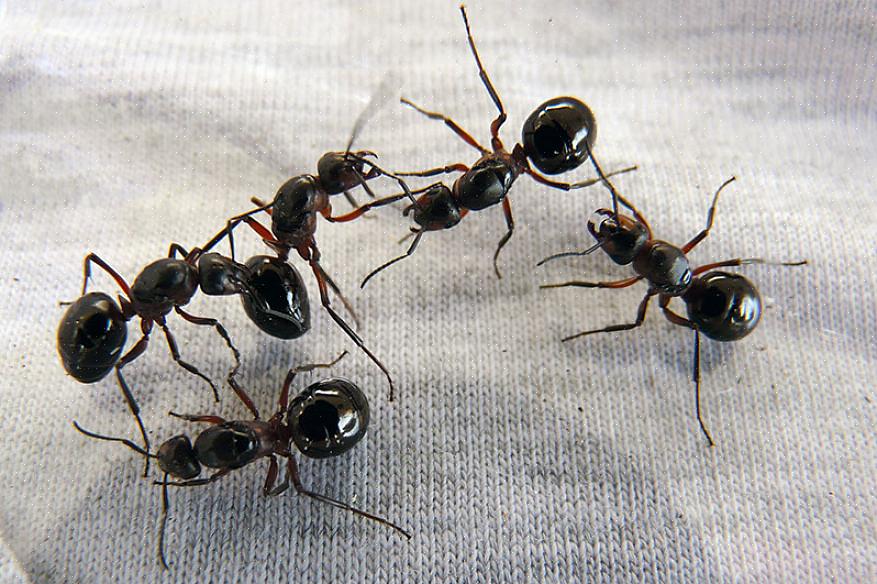 Le colonie di formiche fantasma hanno più regine