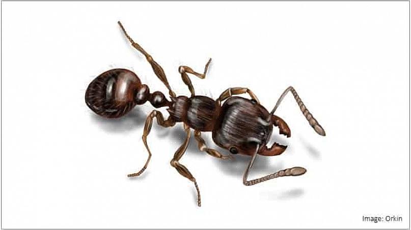 Quando una colonia di formiche da pavimentazione è all'aperto
