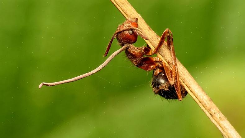 È per questo motivo che l'esca è l'opzione più efficace per il controllo delle formiche che espandono