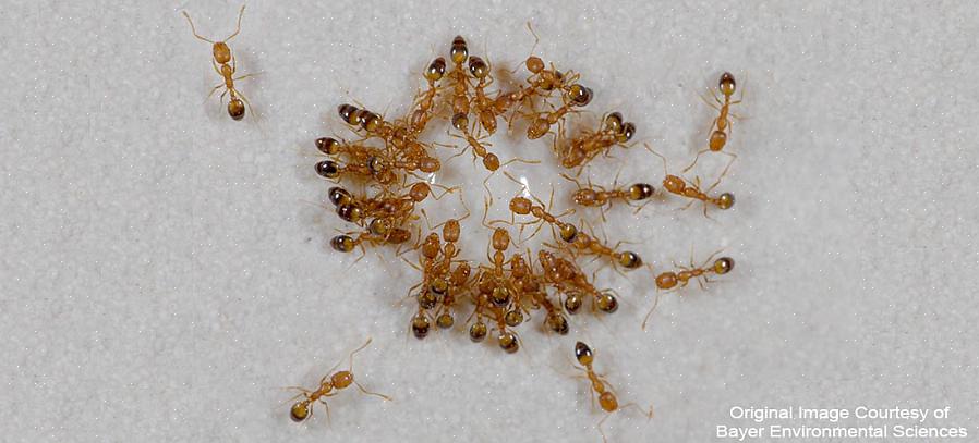 Sia le formiche ladre che le formiche faraone mangiano praticamente qualsiasi cosa
