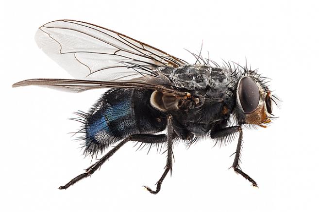 Gli scacciamosche possono uccidere un piccolo numero di mosche