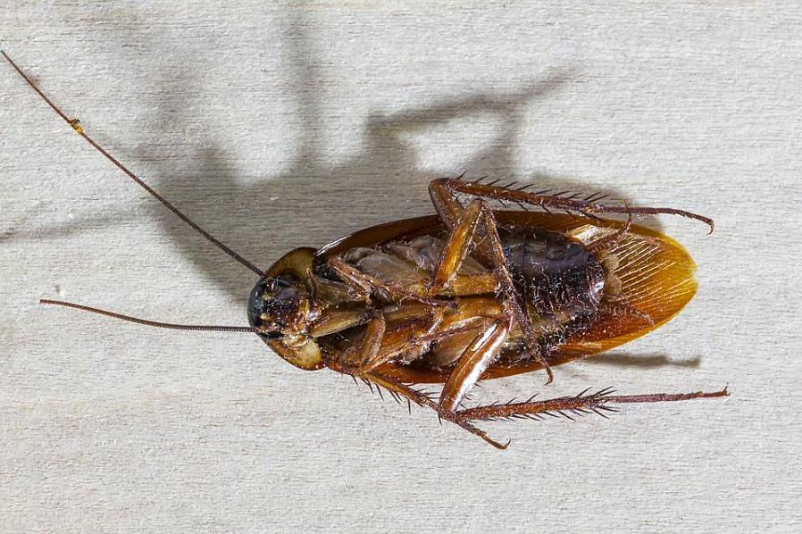 Gli scarafaggi sono creature veloci