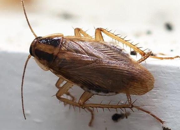 Lo scarafaggio tedesco è uno degli scarafaggi più comuni per infestare case