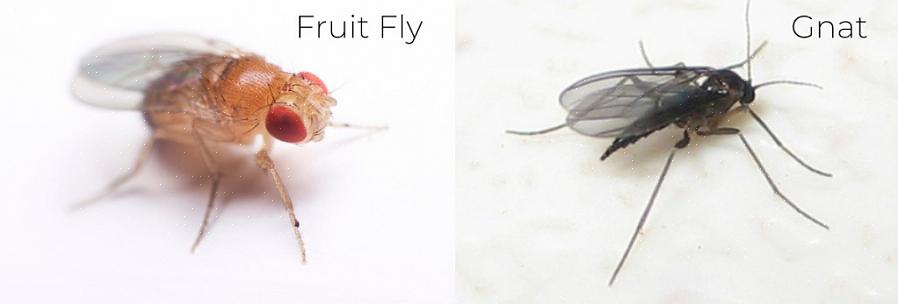Dei nostri sforzi per sbarazzarci dei fastidiosi moscerini della frutta che svolazzano intorno