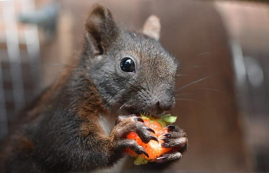 Tenere gli scoiattoli lontani dalle mangiatoie per uccelli è un'antica battaglia di ingegni
