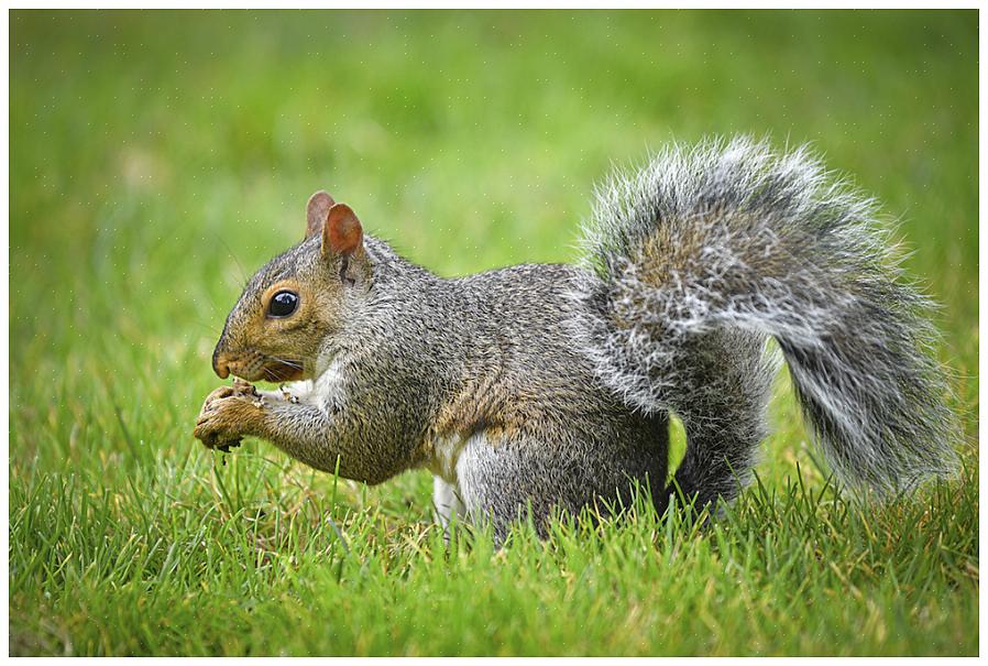 Come proteggere le mangiatoie per uccelli dagli scoiattoli