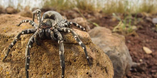 L'innocuo ragno a gambe lunghe di papà si nutre sia del ragno hobo che del ragno vedova nera