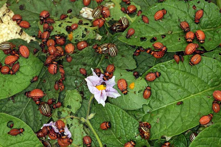 Lo scarabeo della patata del Colorado (Leptinotarsa decemlineata) è di gran lunga il più grande parassita