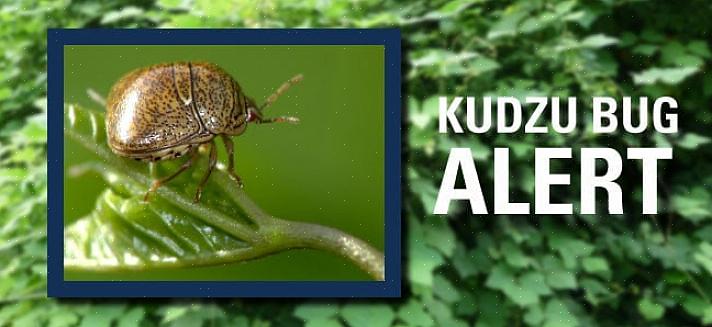 L'insetto kudzu può diventare un parassita molto fastidioso delle case