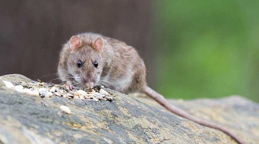 I ratti preferiscono principalmente nutrirsi di cereali