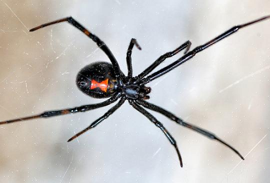 L'European House Spider è un ragno dai piedi a pettine
