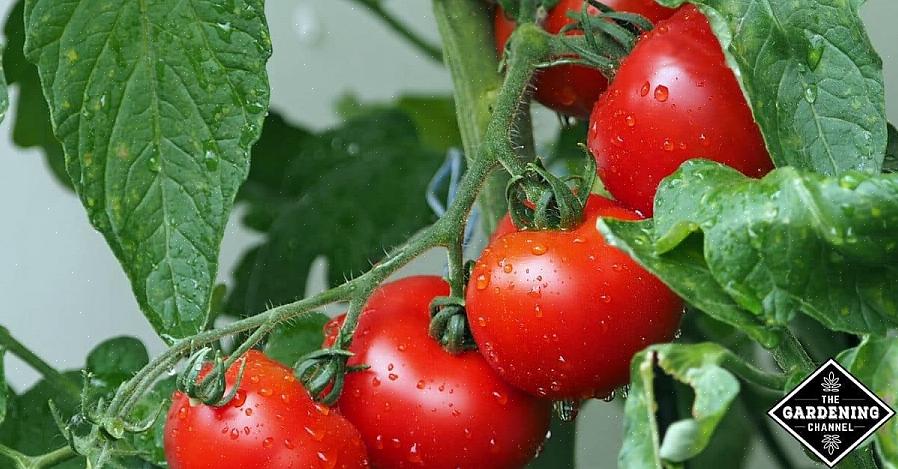 Il colpevole che diffonde il virus dell'avvizzimento maculato del pomodoro sono i tripidi