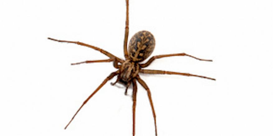 Chiunque sospetti un morso di ragno vagabondo dovrebbe cercare immediatamente assistenza medica