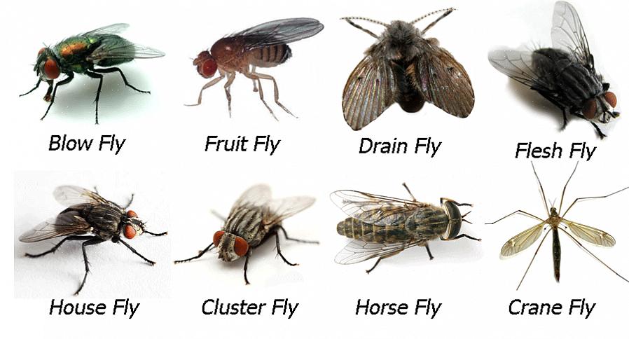 Come fai a sapere se la mosca invernale è una mosca a grappolo o qualche altra mosca di grandi dimensioni