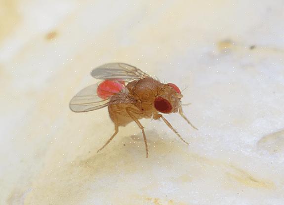 La migliore soluzione per un'infestazione da mosche foride è individuare ed eliminare il cadavere