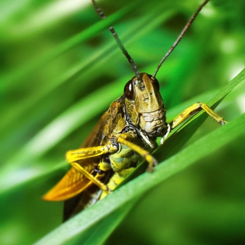 L'aggiunta di olio di canola a uno spray insetticida può migliorare il controllo rendendo le piante trattate