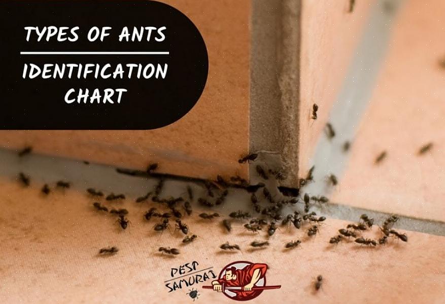 I lavoratori delle formiche argentine sono generalmente lunghi circa 0,30 cm