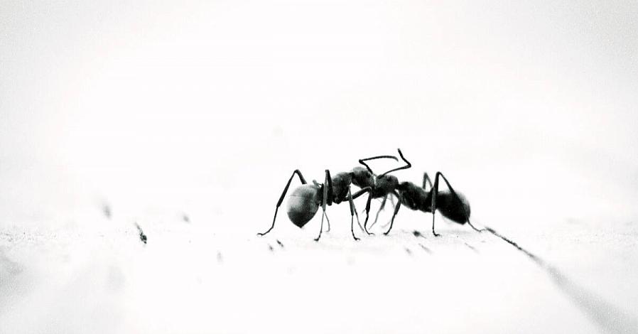 Strofinare con un detergente commerciale è una buona opzione per rimuovere la traccia di profumo di formica