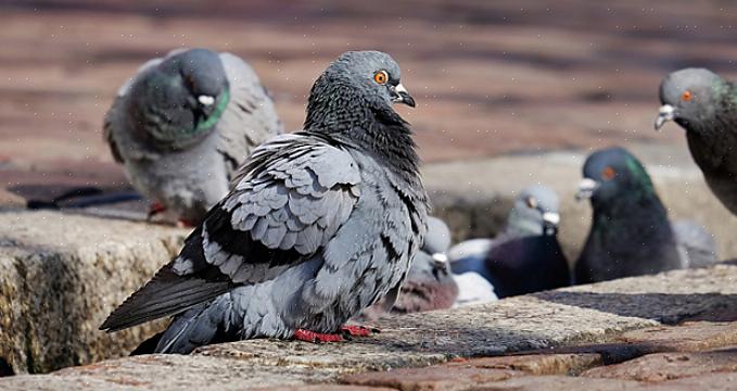 Danni e malattie degli uccelli parassiti