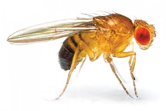 Il modo migliore per affrontare i moscerini della frutta è prevenire il problema prima che inizi