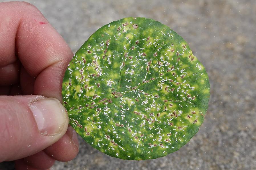 Un tipo di scala che attacca gli arbusti di euonymus (specialmente Euonymus japonica) è la scala di euonymus