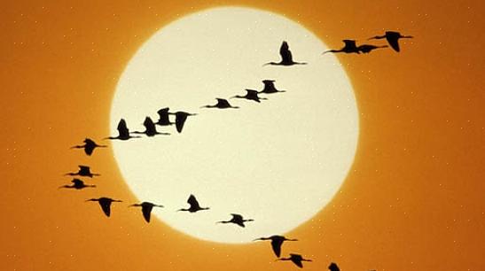 È più probabile che gli uccelli si uniscano al coro dell'alba quando raggiungono le aree di riproduzione