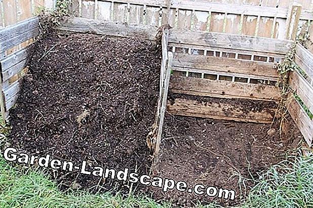 Il compost è materia organica decomposta spesso utilizzata come emendamento del suolo per aggiungere materia
