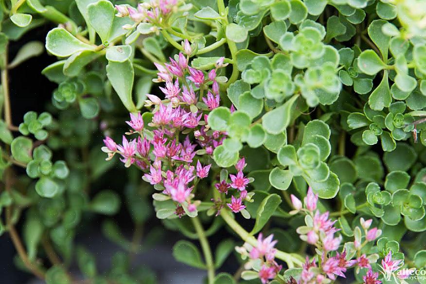 Sedum tetractinum 'Coral reef' è uno dei pochi sedum con un caldo colore giallastro