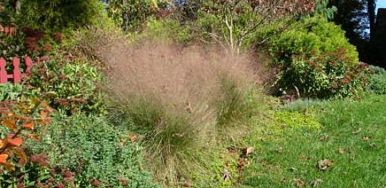 Questa erba ornamentale resistente ai cervi è praticamente definita dal suo colore
