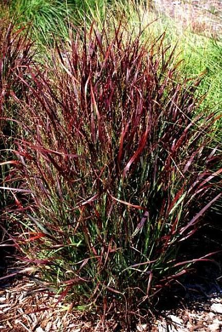 L'erba della fanciulla (Miscanthus sinensis 'Gracillimus') sovrasta le erbe più corte resistenti ai cervi