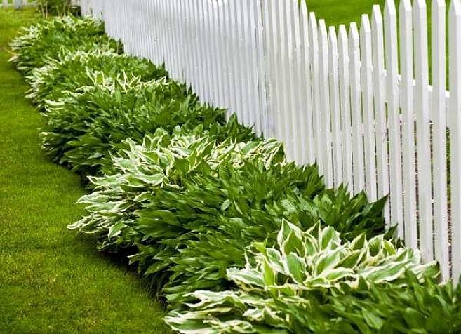 Groundcovers offre soluzioni paesaggistiche per aree problematiche