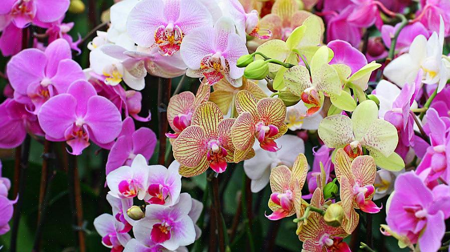 La facile capacità delle orchidee di creare nuove piante è dovuta in parte alle abitudini di crescita